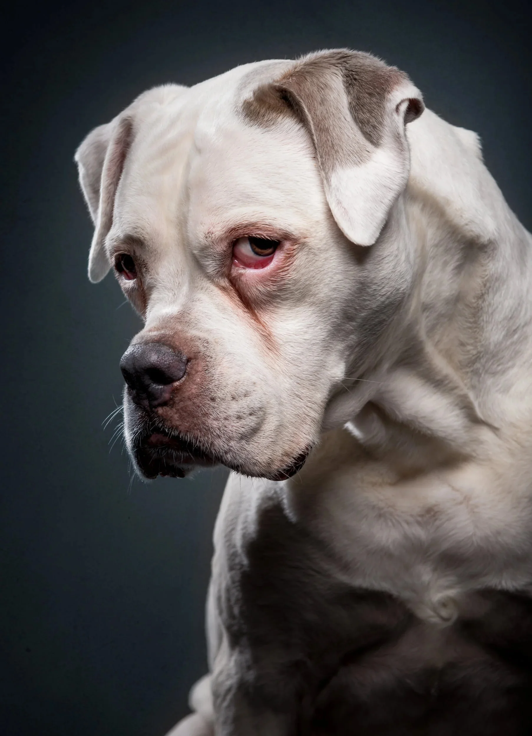 Intense close-up of a white Bulldog-mix.